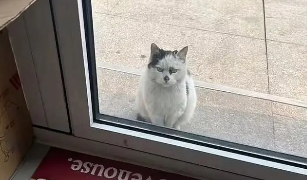 流浪猫受伤后，自己跑到宠物医院求助，猫：我好疼，能帮帮我吗？