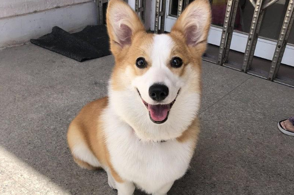 柯基犬的致命缺点