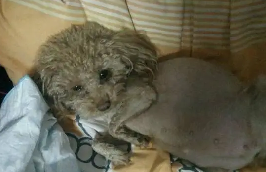 狗狗羊水破了狗狗疼的一直叫