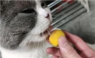 猫咪喂了蛋黄还要喂鱼油吗