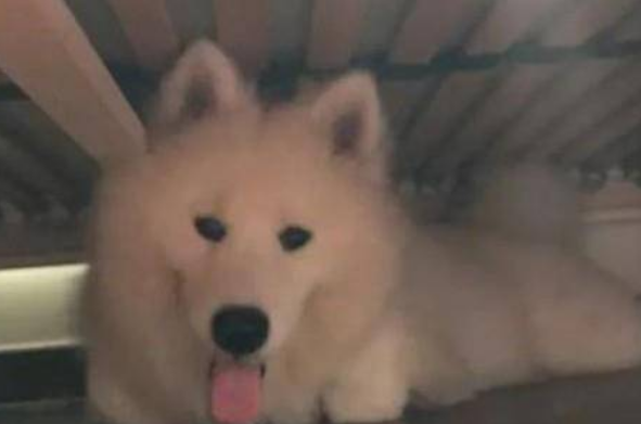 狗狗为什么喜欢待在床下 狗狗为什么喜欢待在床下
