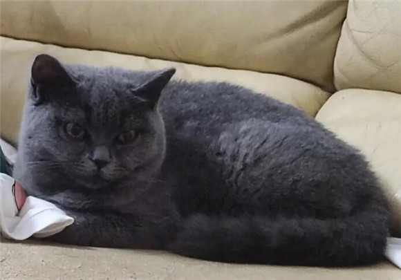 蓝猫怀孕期间可以吃去毛膏吗?能吃就来点儿 蓝猫怀孕期间可以吃去毛膏吗?能吃就来点儿