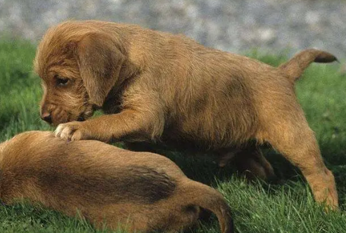 萌宠小知识：布列塔尼犬流鼻涕怎么办？