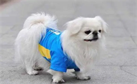 京巴犬好养吗