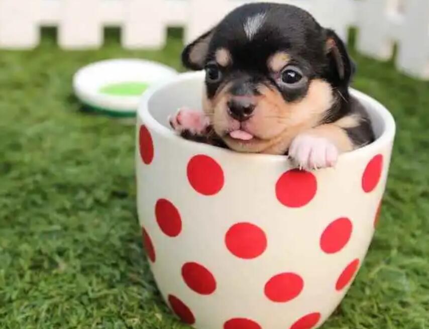 茶杯犬背后的残忍真相