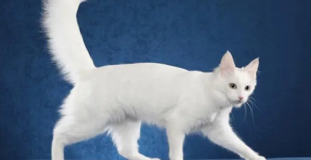 纯白色的猫是啥品种 纯白色的猫是啥品种