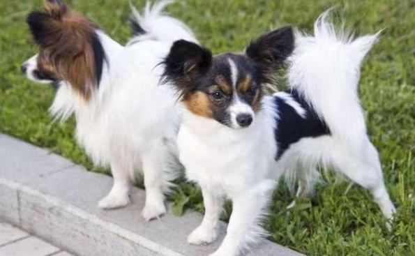 蝴蝶犬剪毛视频教程