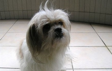 西施犬有几种体型 西施犬有几种体型