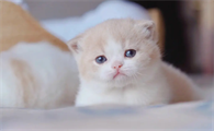 不妨来看看,小奶猫为什么会喜欢缩成一团睡觉?