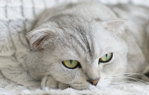  刚出生的小奶猫怎么养，这些技巧简单易懂