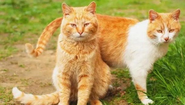 猫咪会迎接人类是什么原因