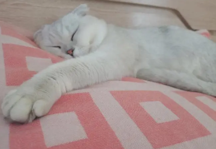 猫咪白天不吐晚上吐怎么回事 猫咪白天不吐晚上吐怎么回事