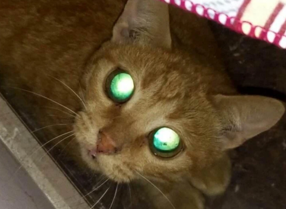 猫咪的眼睛为什么会发光发亮呢