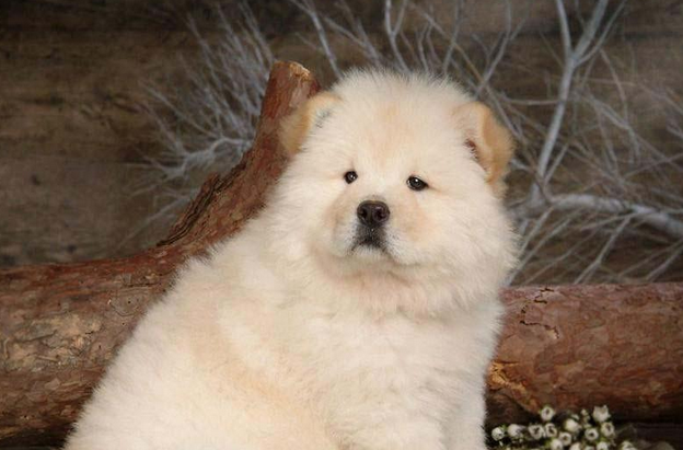 松狮犬寿命一般多少年 松狮犬寿命一般多少年