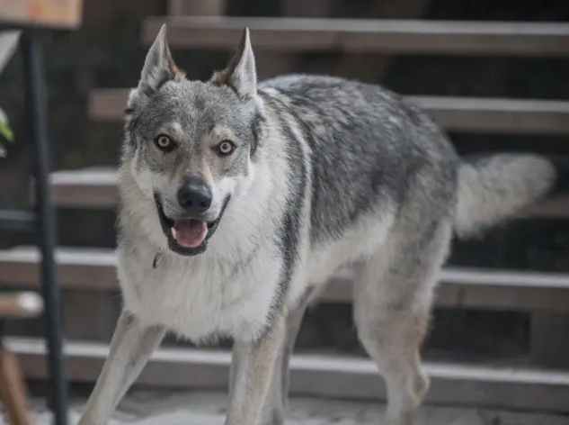 捷克狼犬吃什么狗粮好？不妨来看看吧