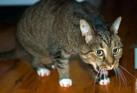 猫咪老是感觉像气管卡东西 猫咪老是感觉像气管卡东西