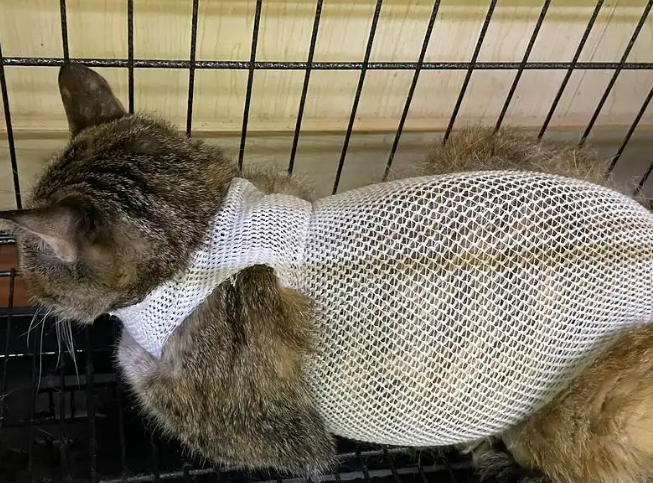 母猫得子宫蓄脓的几率