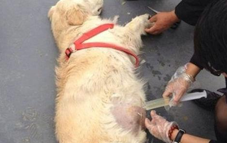 狗狗腹部积水吃利尿片 狗狗腹部积水吃利尿片