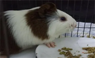 荷兰猪的饲养方法
