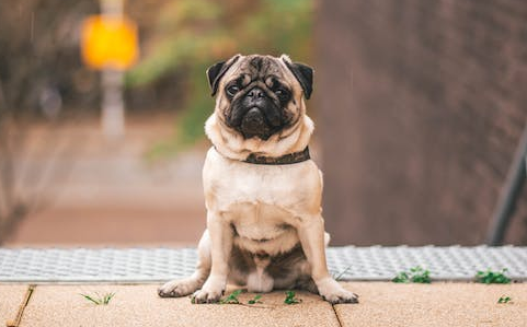 可爱的小型犬有哪些品种