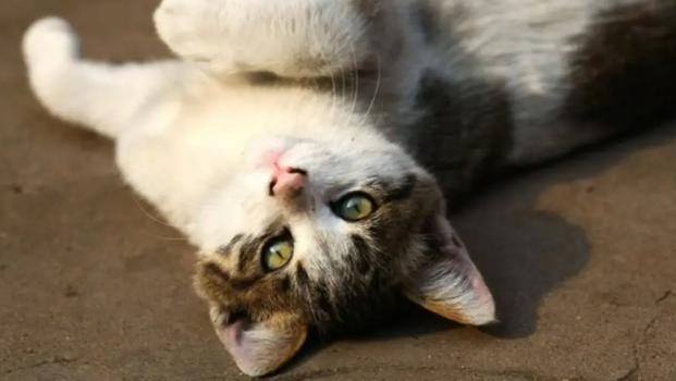 猫咪为什么吸引女朋友呢 猫咪为什么吸引女朋友呢