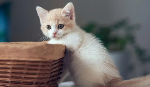 宠物猫怎么寄回去 宠物猫怎么寄回去