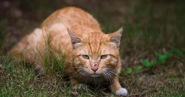 猫咪发烧应急方法