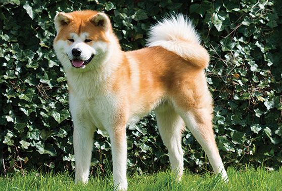 秋田犬为什么禁养