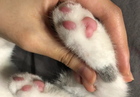 猫咪的脚为什么会开花 猫咪的脚为什么会开花