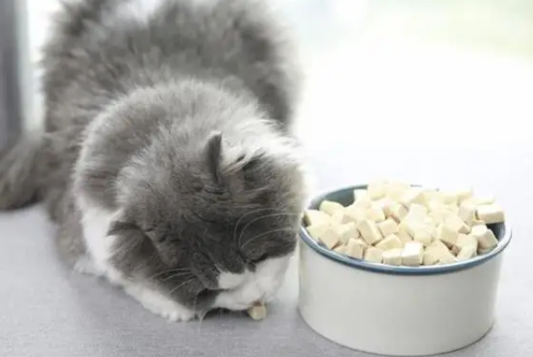 猫喜欢吃什么食物啊 猫喜欢吃什么食物啊