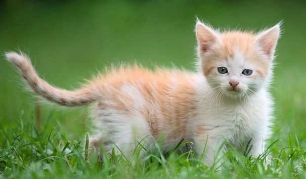 猫咪想妈妈会叫吗为什么