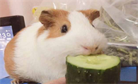 荷兰猪不能吃的水果