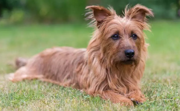 如何辨别澳大利亚梗犬 如何辨别澳大利亚梗犬
