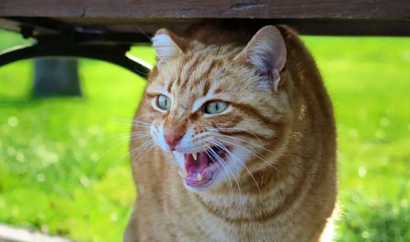 看着猫的眼睛猫会攻击人 看着猫的眼睛猫会攻击人