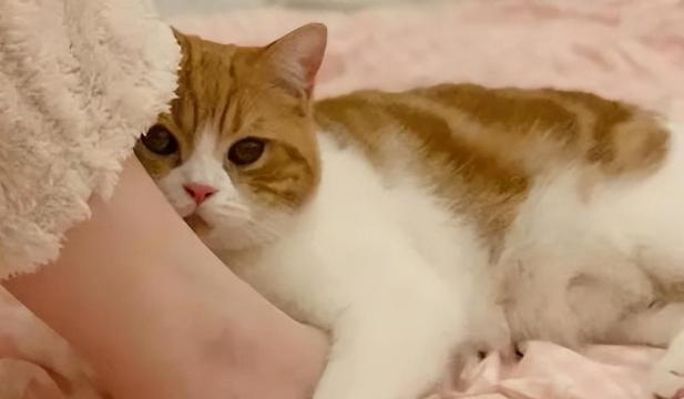 猫咪为什么总蹭我的腿 猫咪为什么总蹭我的腿
