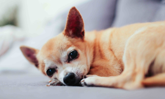 犬瘟多少天算撑过去了 犬瘟多少天算撑过去了