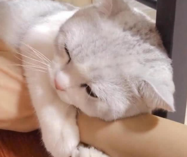 猫把头埋人胳膊里是什么意思