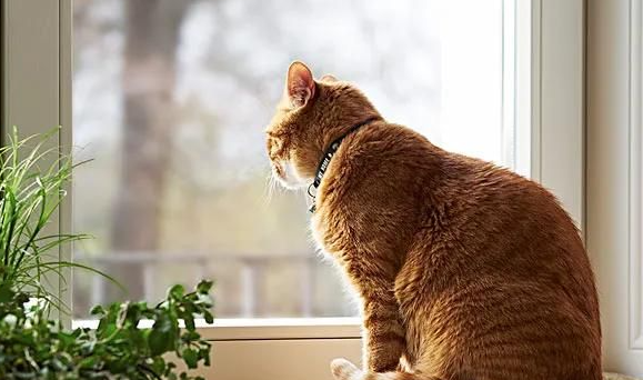 穷人的猫饭的简单食谱,快来看看~ 穷人的猫饭的简单食谱,快来看看~