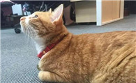 母猫绝育最佳年龄