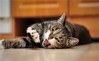 猫腹水临死前的15个征兆