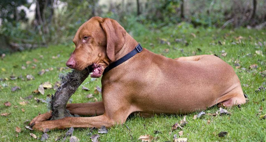 维兹拉犬打猎怎么样