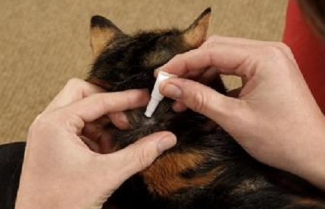 猫咪体内驱虫药推荐 猫咪体内驱虫药推荐