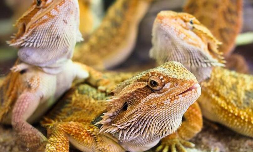 国内松果蜥多少钱