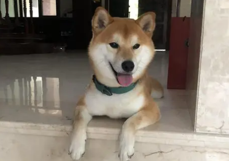 为什么大厦里有狗狗的图片