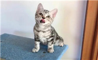 小猫美短价格是多少