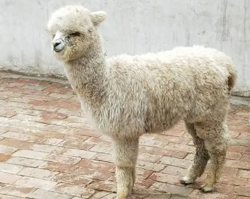 羊驼是什么动物杂交吗