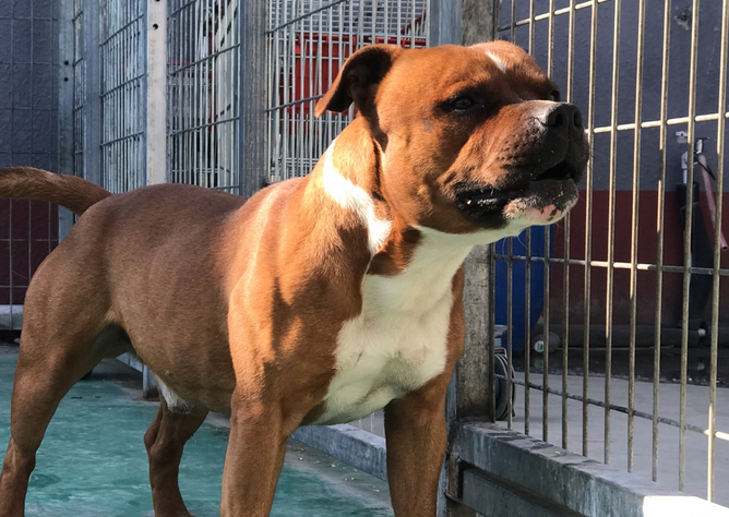 斯塔福犬适合家养吗 斯塔福犬适合家养吗