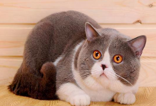为什么买猫咪不买大的猫 为什么买猫咪不买大的猫