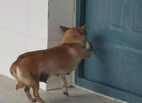 狗狗半夜敲门是怎么回事 狗狗半夜敲门是怎么回事