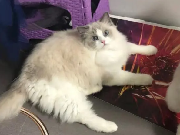 张宝彤猫舍的布偶猫怎么样？你了解多少？